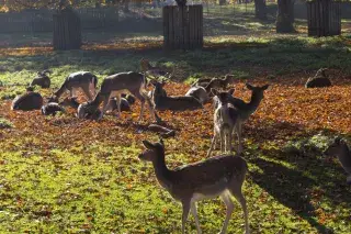 Königlicher Hirschgarten Königlicher Hirschgarten