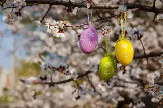 Bunter Ostereier hängen an Ästen eines Kirschbaumes Bunter Ostereier hängen an Ästen eines Kirschbaumes