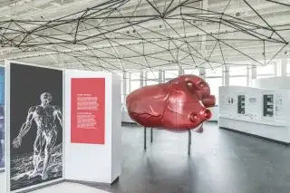 Blick auf das Herz unter dem als Drahtkonstruktion stilisierten Brustkorbgeflecht in der Ausstellung Gesundheit. Blick auf das Herz unter dem als Drahtkonstruktion stilisierten Brustkorbgeflecht in der Ausstellung Gesundheit.