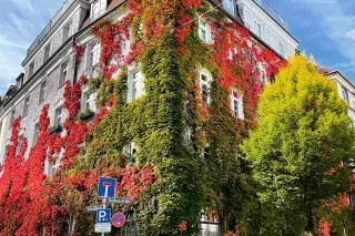 Mit buntem Efeu bewachsenes Gebäude