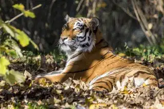 Sibirischer Tiger im Tierpark Hellabrunn