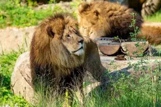 Löwen Löwen