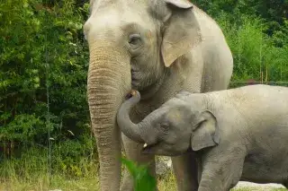 Elefant Otto Elefant Otto