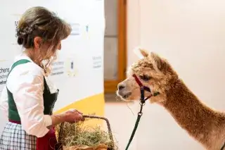 Lama von „Monis kleiner Farm“, Preisträger 2021 Lama von „Monis kleiner Farm“, Preisträger 2021