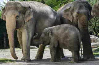 Elefant Otto mit Familie Elefant Otto mit Familie