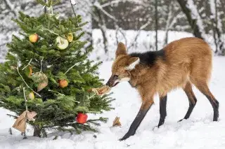 Die Mähnenwölfe im Tierpark Hellabrunn wurden bereits mit einem lecker verzierten Christbaum überrascht.