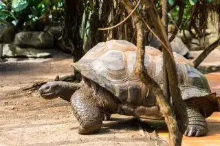 Auf geht's! Die Schildkröten ziehen zu Weihnachten zurück in ihr umgebautes Tierpark-Zuhause Auf geht's! Die Schildkröten ziehen zu Weihnachten zurück in ihr umgebautes Tierpark-Zuhause