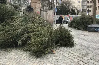 Abgelegte Christbäume in München Abgelegte Christbäume in München