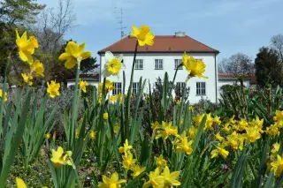 Osterglocken im Rosengarten