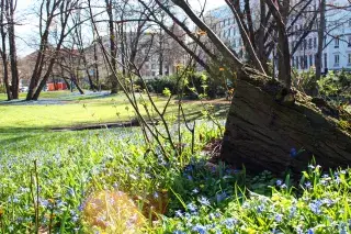 Blumen am Maximiliansplatz