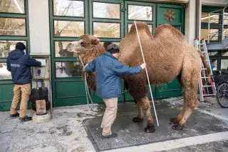 Trampeltier im Tierpark Hellabrunn