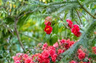 Rote Blumen im Botanischen Garten