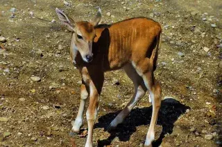 Kudu-Antilope im Tierpark Hellabrunn