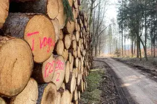 Forst Kasten - Holz