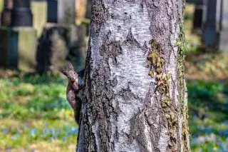 Eichhörnchen im Alten Südfriedhof