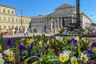 Frühlingsblumen am Max-Joseph-Platz