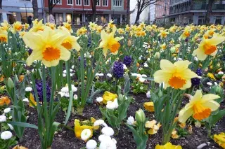 Frühlingsblumen in der Innenstadt Frühlingsblumen in der Innenstadt