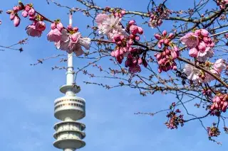 Kirschblüte im Olympiapark