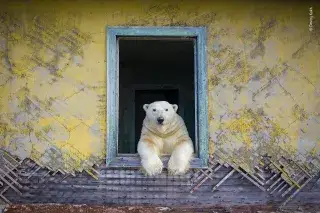 Dmitry Kokh: Im Bilde (Eisbär schaut aus Fenster) 