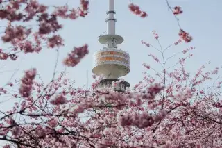 Kirschblüten vor dem Olympiaturm.