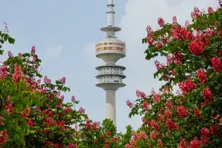 Blick auf den Olympiaturm hinter blühenden Bäumen