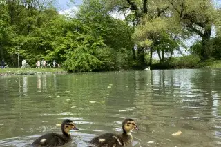 Zwei Entenküken im Englischen Garten. Zwei Entenküken im Englischen Garten.
