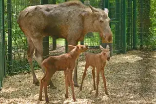 Elch-Babys im Tierpark Hellabrunn Elch-Babys im Tierpark Hellabrunn