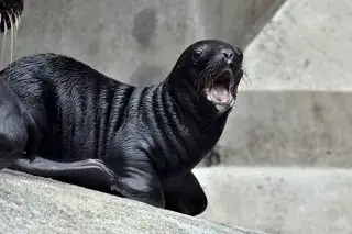 Mähnenrobbenbaby Xana 