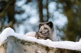 Polarfuchs im Schnee im Tierpark Hellabrunn