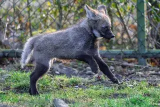 Junger Mähnenwolf im Freigelände des Tierparks