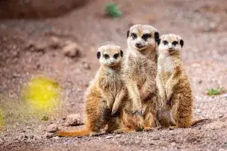 Erdmännchen im Tierpark Hellabrunn