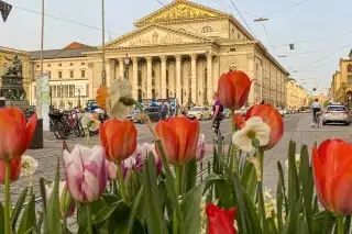 Tulpen in einem Pflanzkübel am Max-Joseph-Platz mit Blick auf die Oper