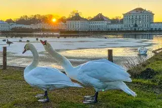 Schwäne vor Schloss Nymphenburg