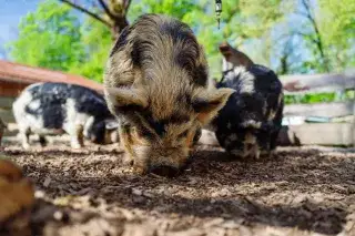 Schweine