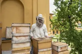 Honigernte im Lenbachhaus-Garten Honigernte im Lenbachhaus-Garten