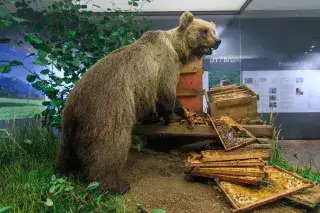 Problembär Bruno im Museum Mensch und Natur