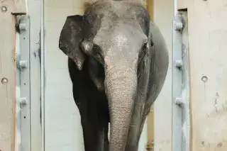 Elefantin Rani im Tierpark Hellabrunn