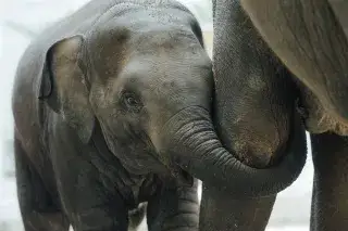 Elefantin Savani im Tierpark Hellabrunn am Bein ihrer Mutter Rani