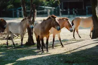 Przewalski-Pferde-Herde im Tierpark Hellabrunn Przewalski-Pferde-Herde im Tierpark Hellabrunn