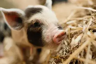 Kunekune-Ferkel im Tierpark Hellabrunn Kunekune-Ferkel im Tierpark Hellabrunn