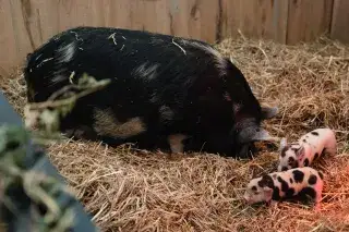 Kunekune-Ferkel im Tierpark Hellabrunn Kunekune-Ferkel im Tierpark Hellabrunn