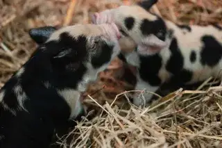 Kunekune-Ferkel im Tierpark Hellabrunn Kunekune-Ferkel im Tierpark Hellabrunn