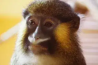 Blaumaulmeerkatze im Tierpark Hellabrunn