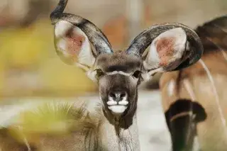 Großer Kudu im Tierpark Hellabrunn