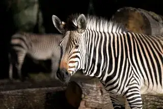 Zebrahengst im Tierpark Hellabrunn