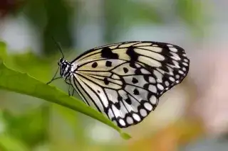 Idea leuconoe - Schmetterling