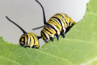 Raupe der Art Danaus plexippus