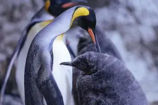 Königspinguin mit Jungtier