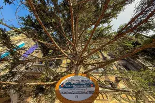 Der Münchner Christbaum 2025