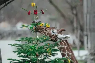Giraffe am Christbaum